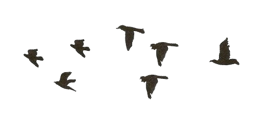 birds