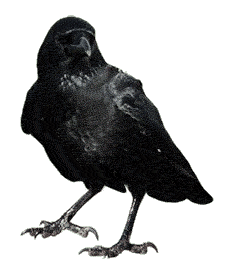 crow